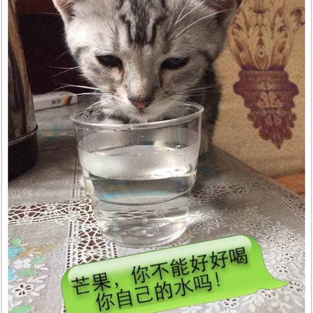 新南威尔士驾照买个多少钱